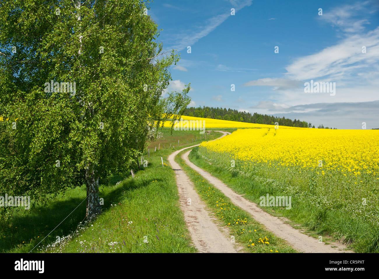 dirt-road-alongside-a-blooming-canola-field-gossdorf-saxon