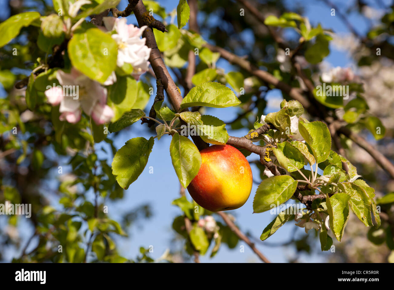 Red Apple (Malus domestica) on a branch with apple blossoms, Saxony, Germany, Europe Stock Photo