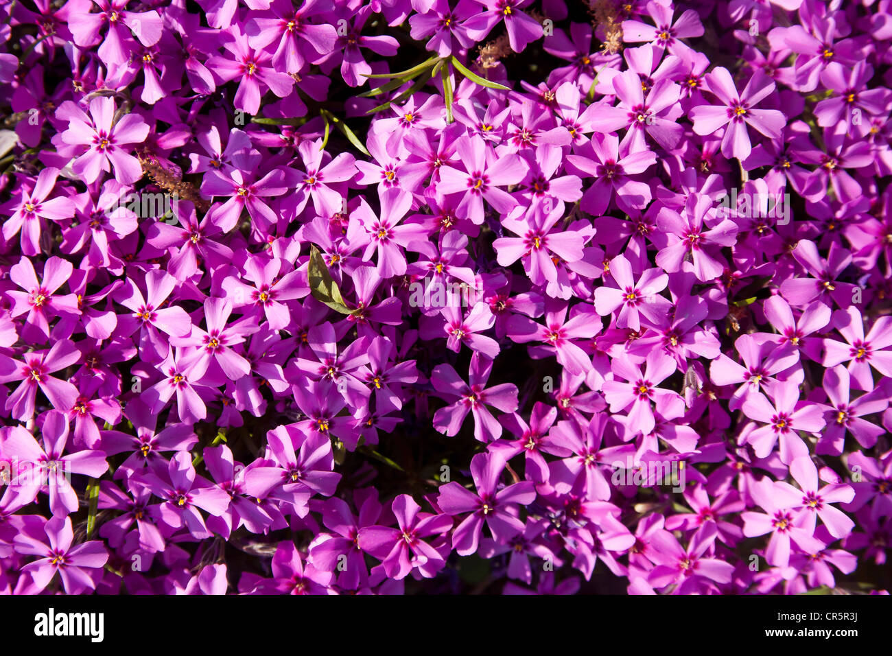 Phlox in bloom (Phlox sp.), as ground cover, spring flowers, pink Stock