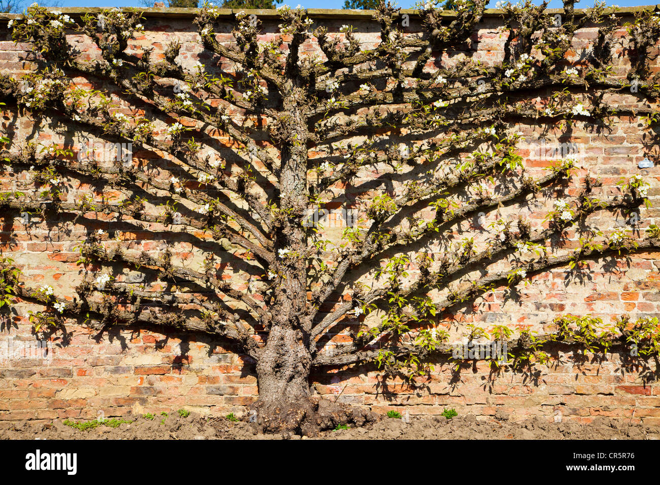 Louise Bonne De Jersey Pear tree (espalier) in Spring at Ripley Castle, North Yorkshire. Stock Photo