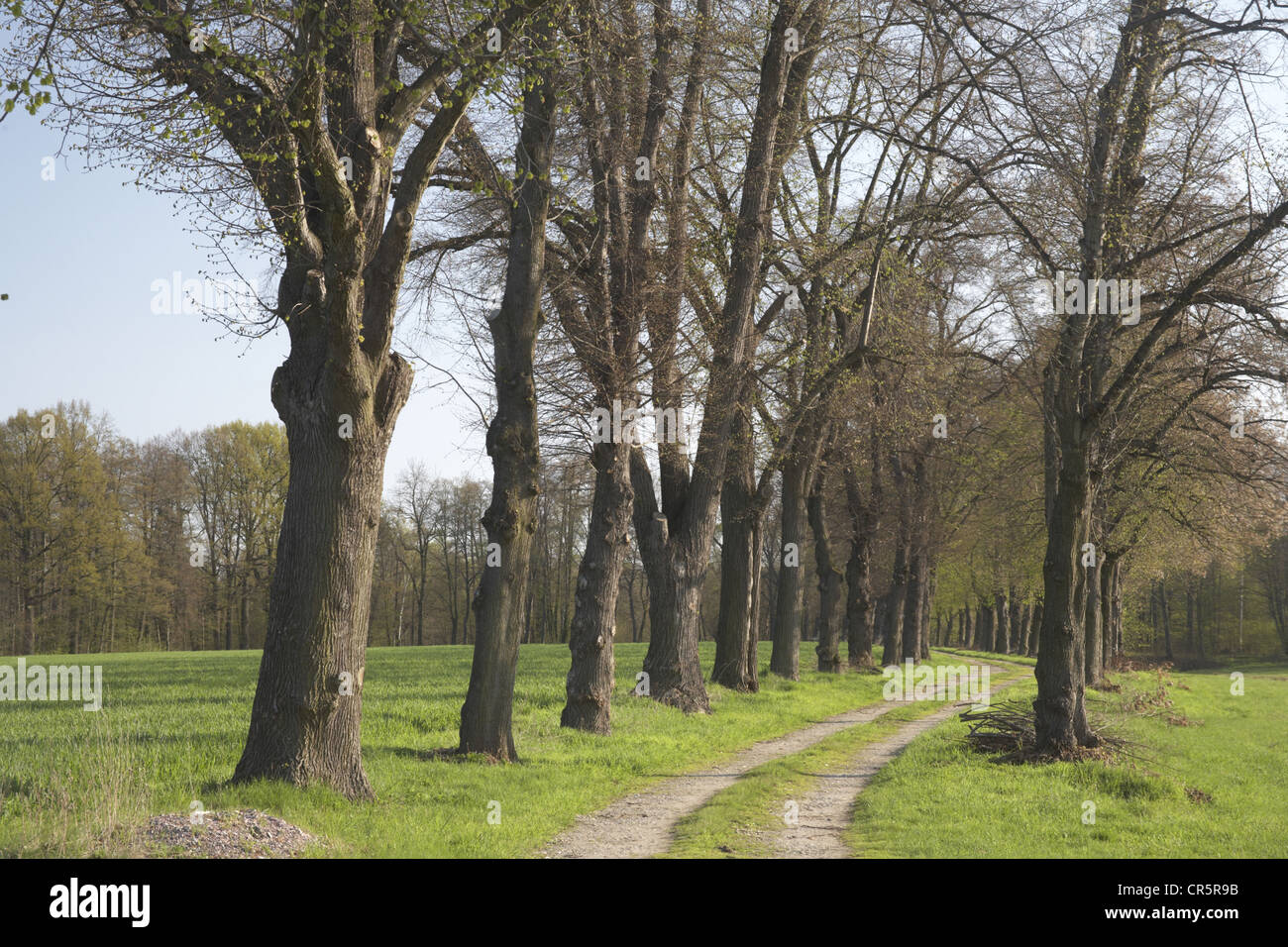 Tree trees fields meadows hi-res stock photography and images - Alamy
