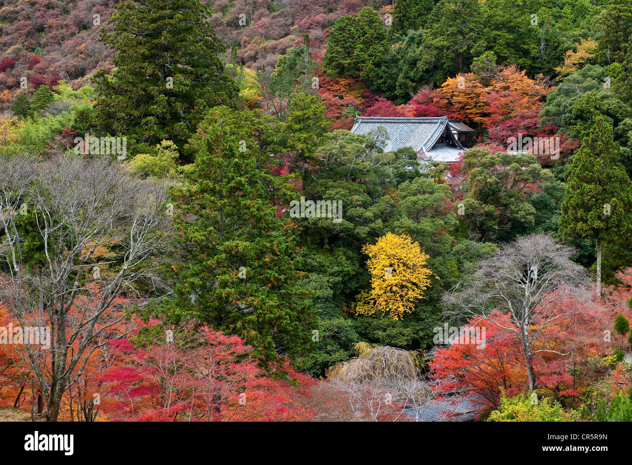 Japan, Honshu Island, Kinki Region, city of Kyoto, the Takao Mount ...