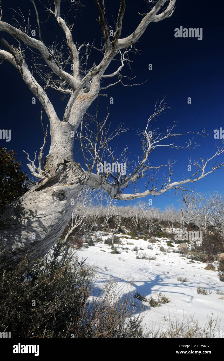 Snowgum forest killed by bushfire, with regenerating baby snowgums in the snow, Kosciuszko National Park, NSW, Australia Stock Photo