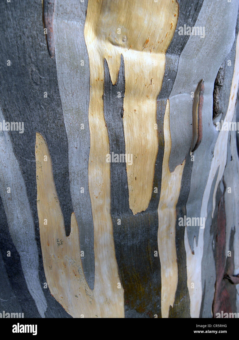 Detail of snowgum bark, Kosciuszko National Park, NSW, Australia Stock Photo