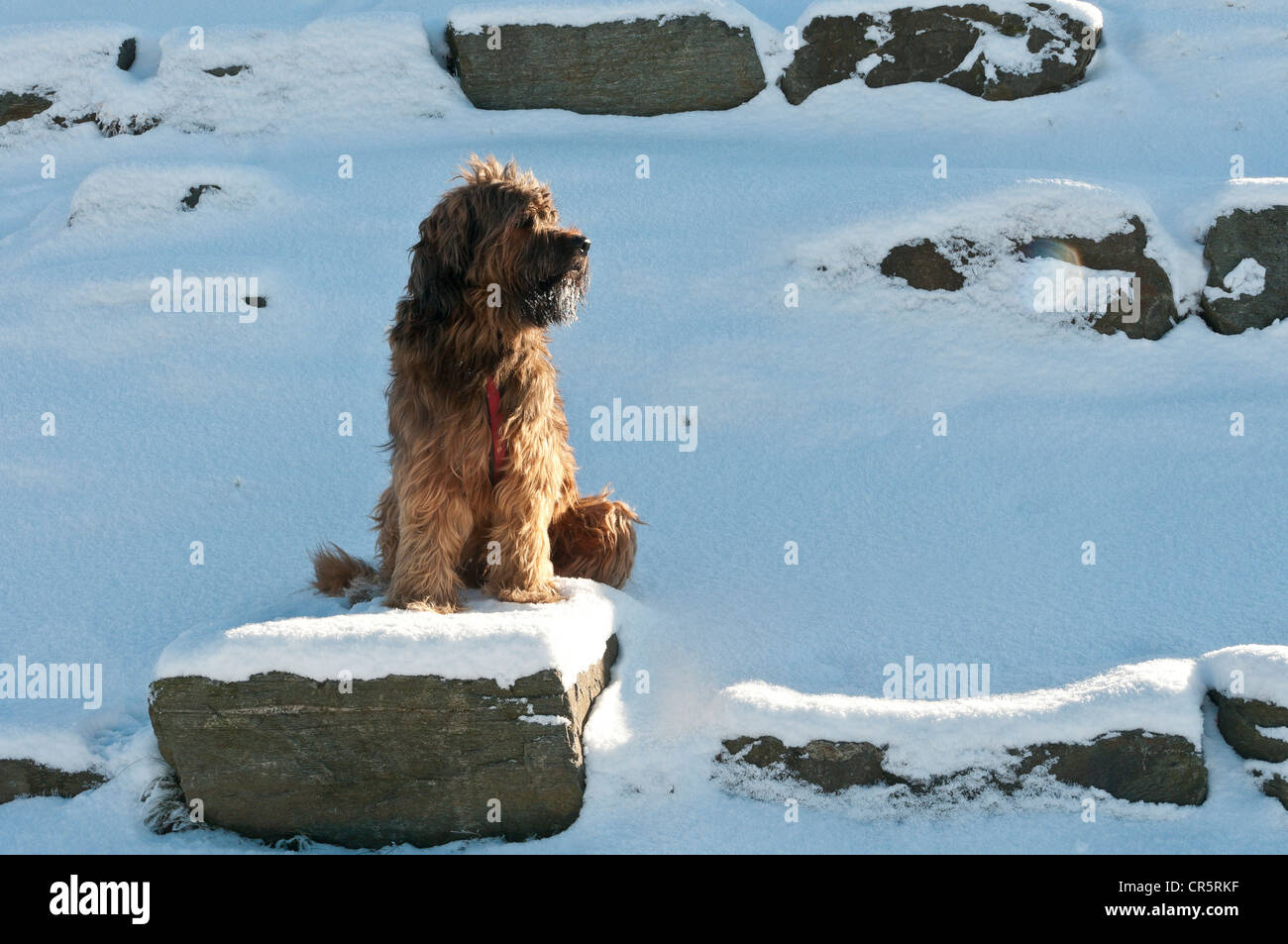 Briard Berger De Brie Dog Sitting On A Snow Covered Rock On Stock Photo Alamy Briard Berger De Brie Dog Sitting On A Snow Covered Rock On Stock Photo Alamy