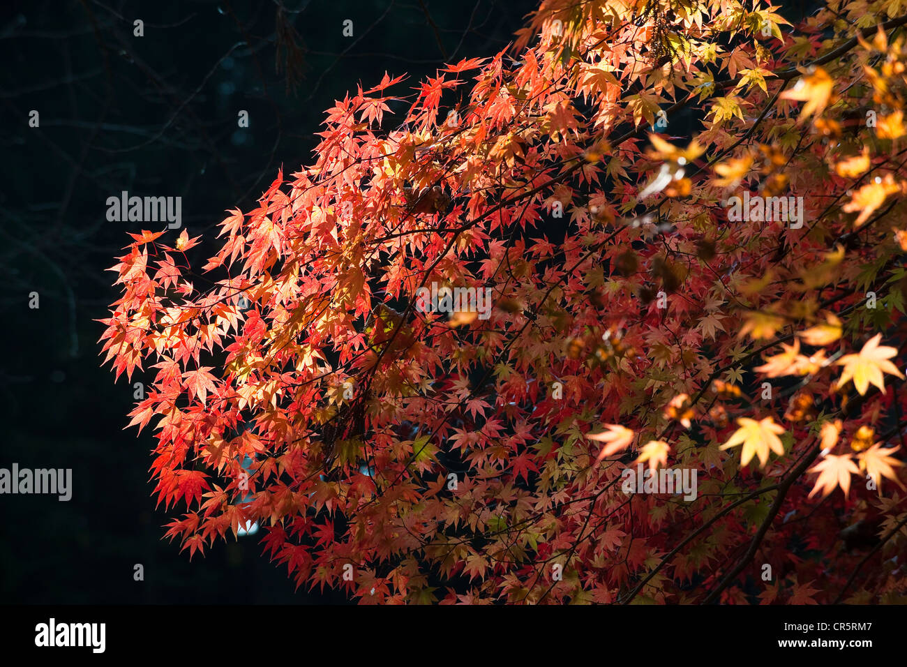 Japan, Honshu Island, Kanto Region, city of Nikko, mapples in autumn Stock Photo