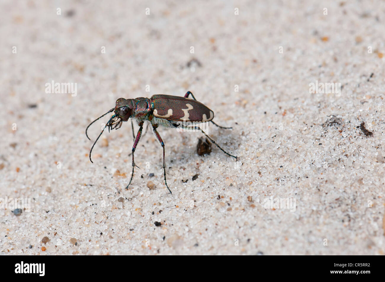 Northern Dune Tiger Beetle (Cicindela hybrida), sand dunes at Henne
