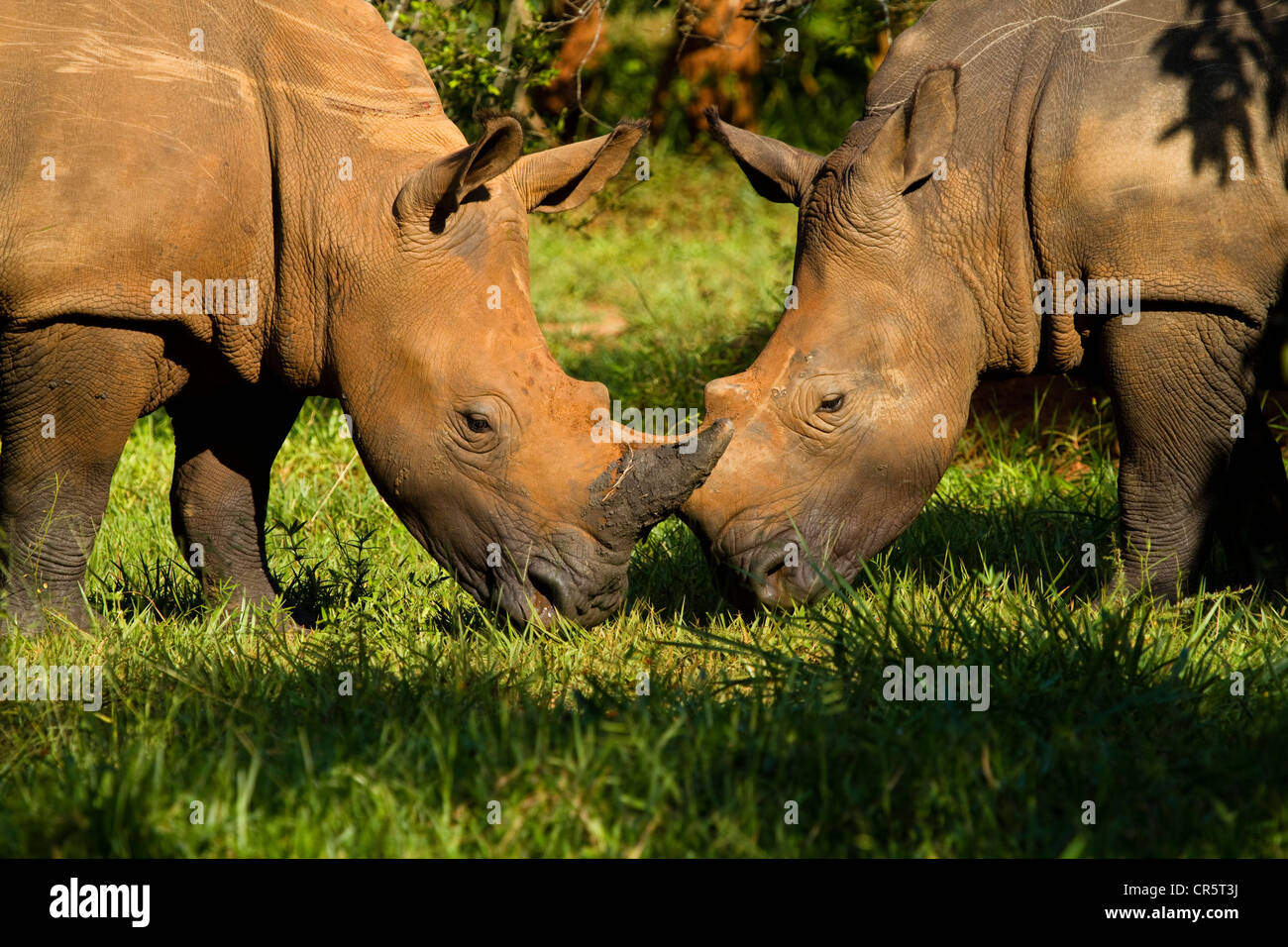 Northern White Rhinoceros (Ceratotherium simum cottoni), two, Ziwa Rhino Sanctuary, North Uganda, Africa Stock Photo