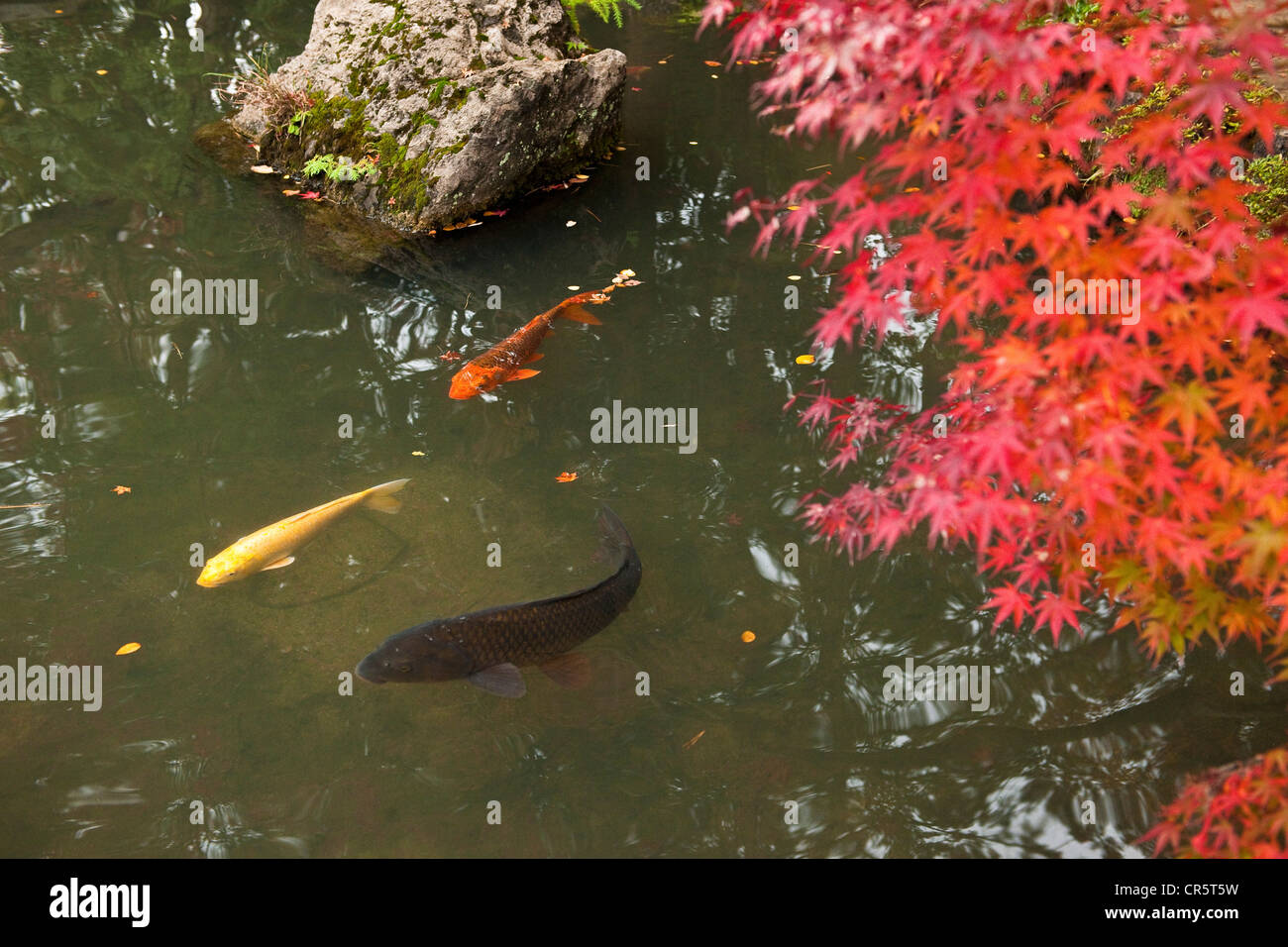 Kinki Fish Hi Res Stock Photography And Images Alamy Kinki Fish Hi Res Stock Photography And Images Alamy