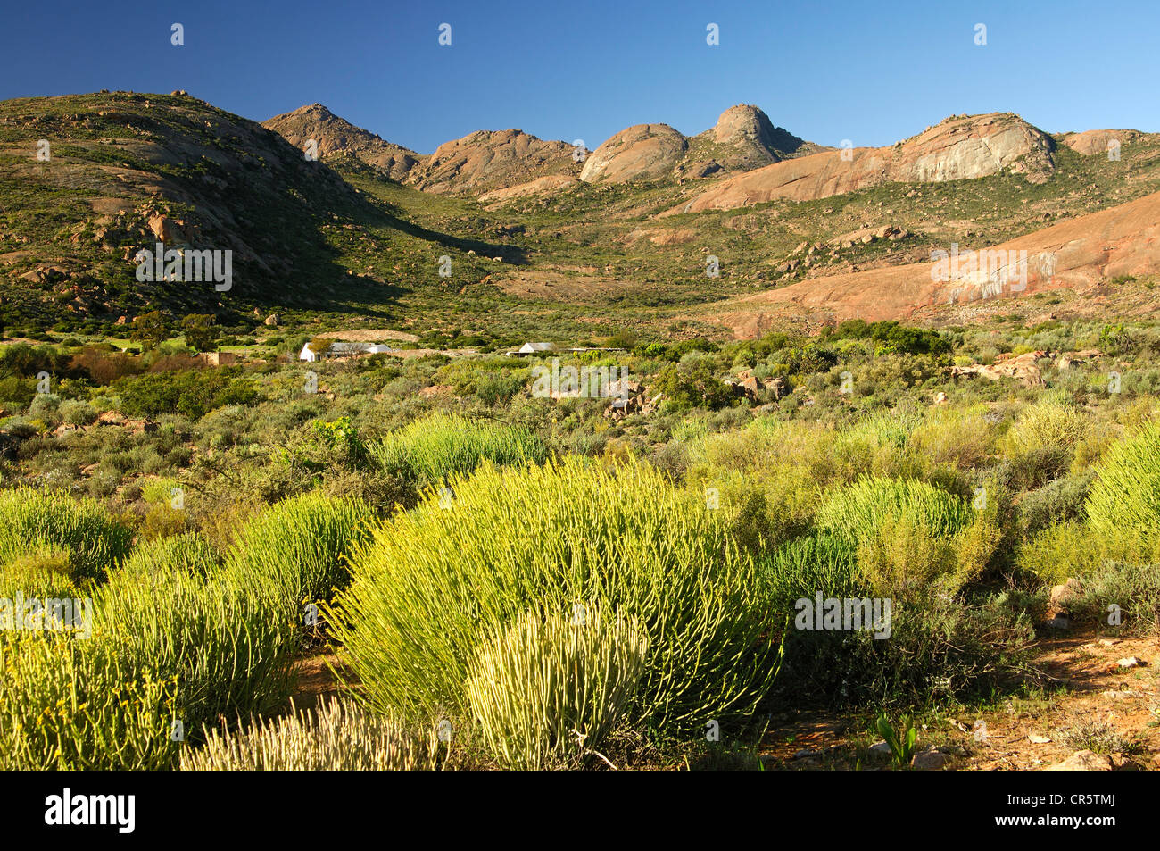 Typical Karoo semi-desert landscape with Pencil Milk Bush (Euphorbia mauritanica), rounded granite outcrops, Great Karoo, Stock Photo