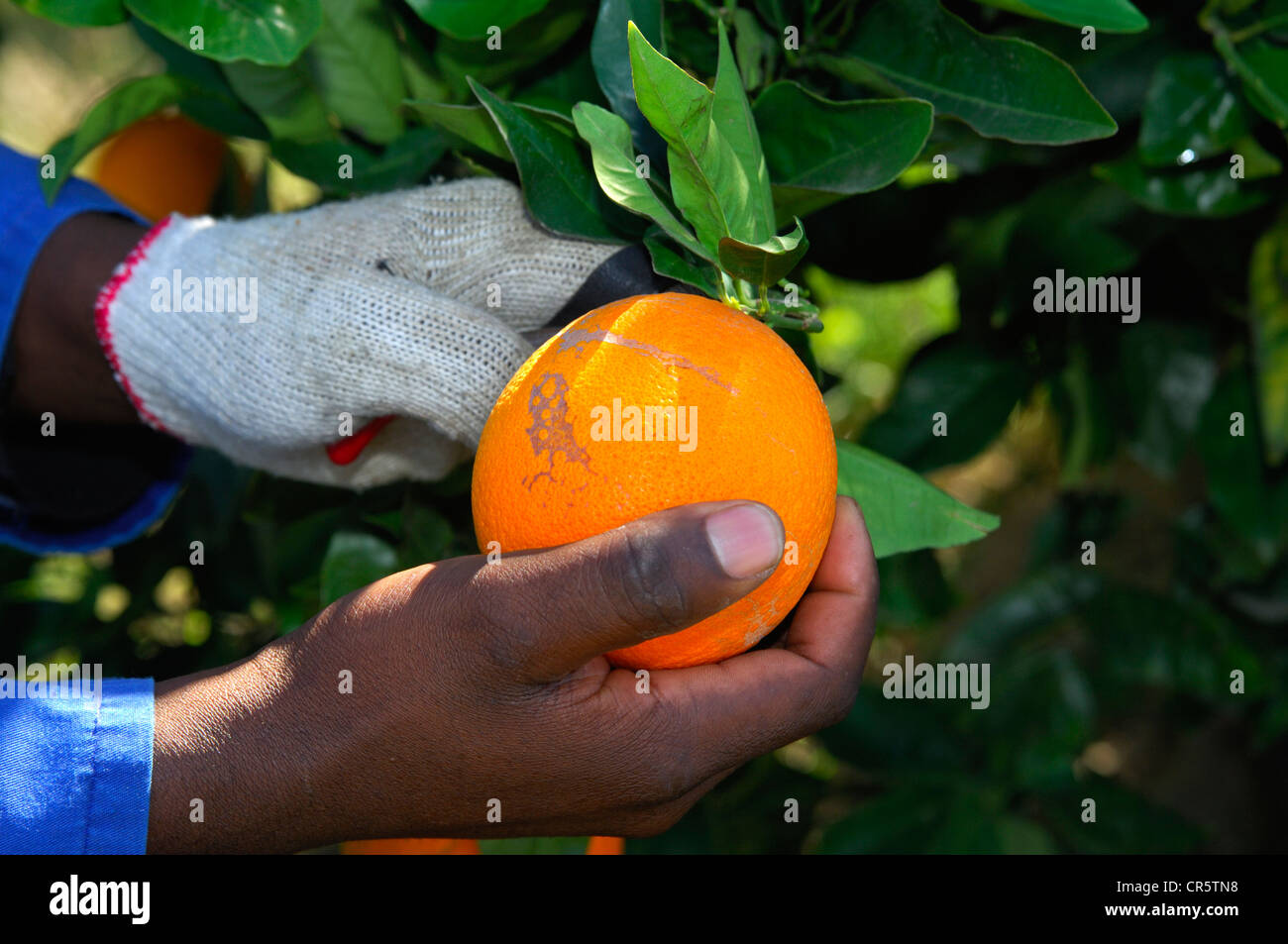 Farm hand picking a ripe orange, Citrusdal, Western Cape Province, South Africa, Africa Stock Photo