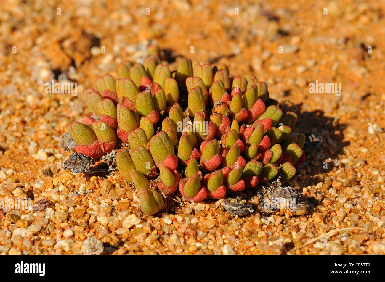 Cheiridopsis sp. in habitat, cushion forming dwarf form, Mesembs, Aizoaceae,  Nature Reserve, Namaqualand, South Africa, Africa Stock Photo