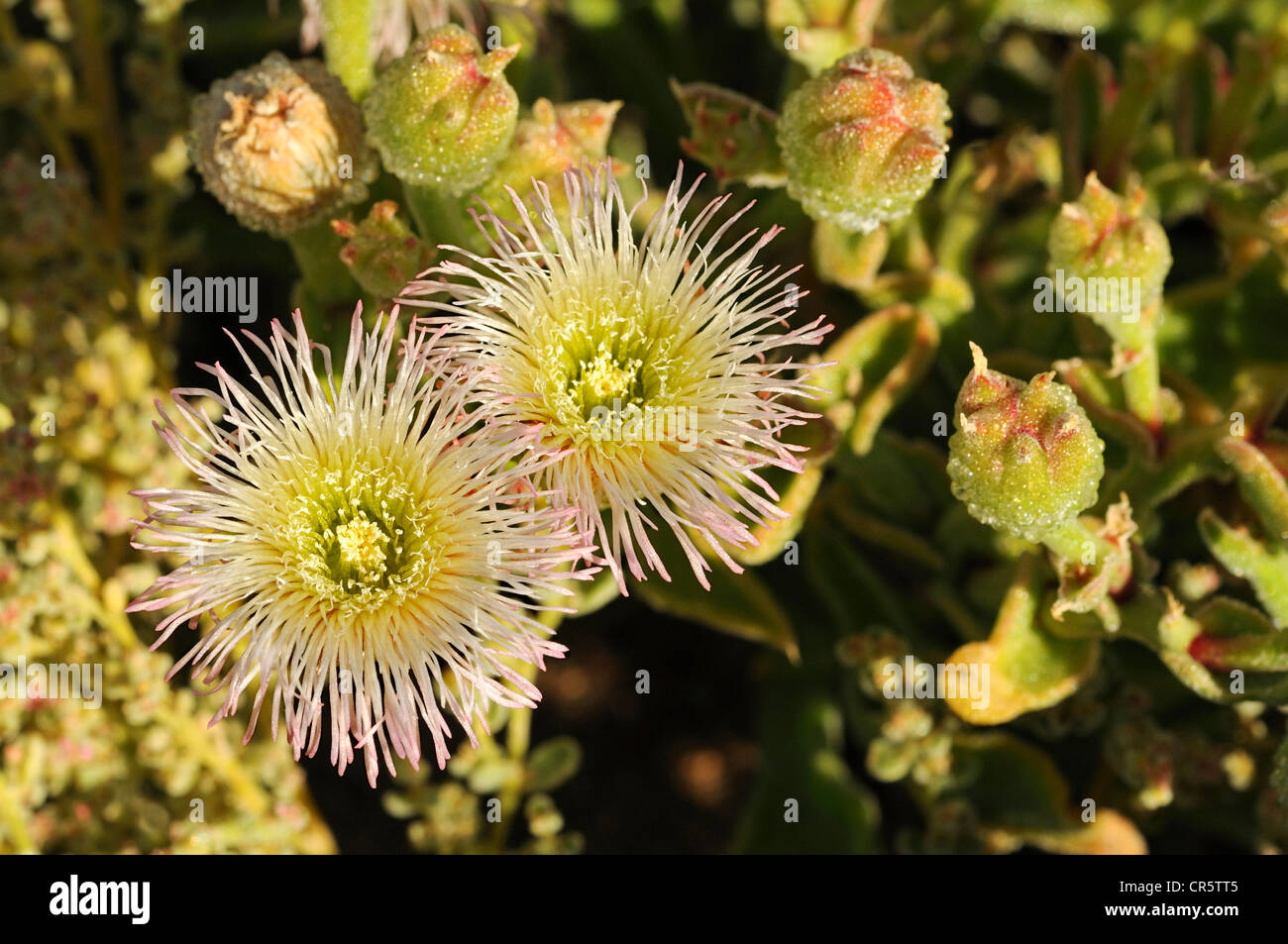 Mesembryanthemum sp. in habitat, ice plant, Aizoaceae, Mesembs, Goegap Nature Reserve, Namaqualand, South Africa, Africa Stock Photo