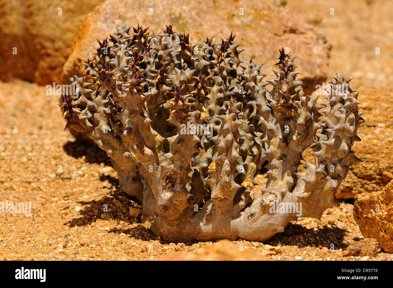 Quaqua mammillaris, Auroena, Asclepiadaceae, Goegap Nature Reserve, Namaqualand, South Africa, Africa Stock Photo