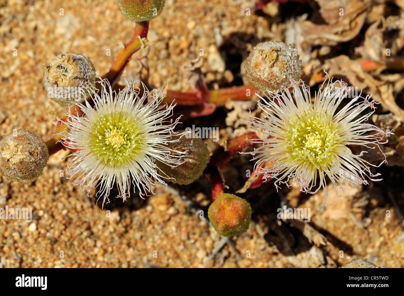 Flowering Ice Plant (Mesembryanthemum sp.) in its natural habitat, Aizoaceae, Mesembs,  Nature Reserve, Namaqualand Stock Photo
