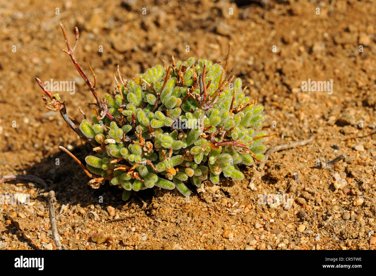 Rosae Ice Plant (Drosanthemum hispidum) in its natural habitat, with water-filled glittering bladder cells and rounded leaf tips Stock Photo
