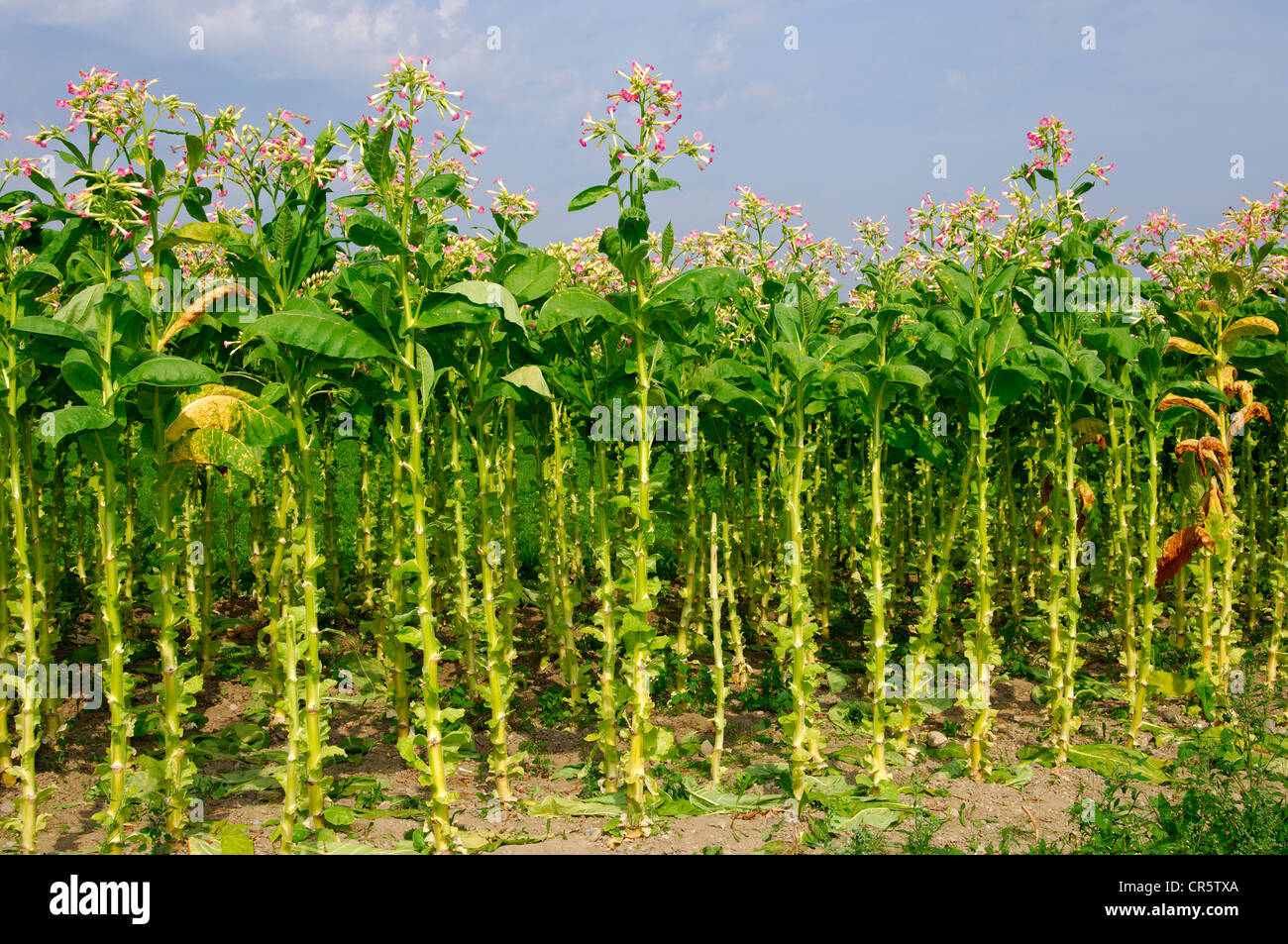 Field with partially harvested Tobacco (Nicotiana tabacum) plants