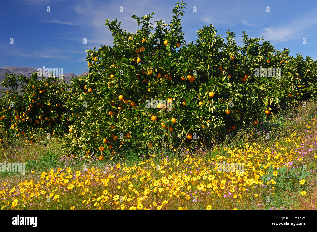 Orange grove at harvest time, Citrusdal, Western Cape Province, South Africa, Africa Stock Photo