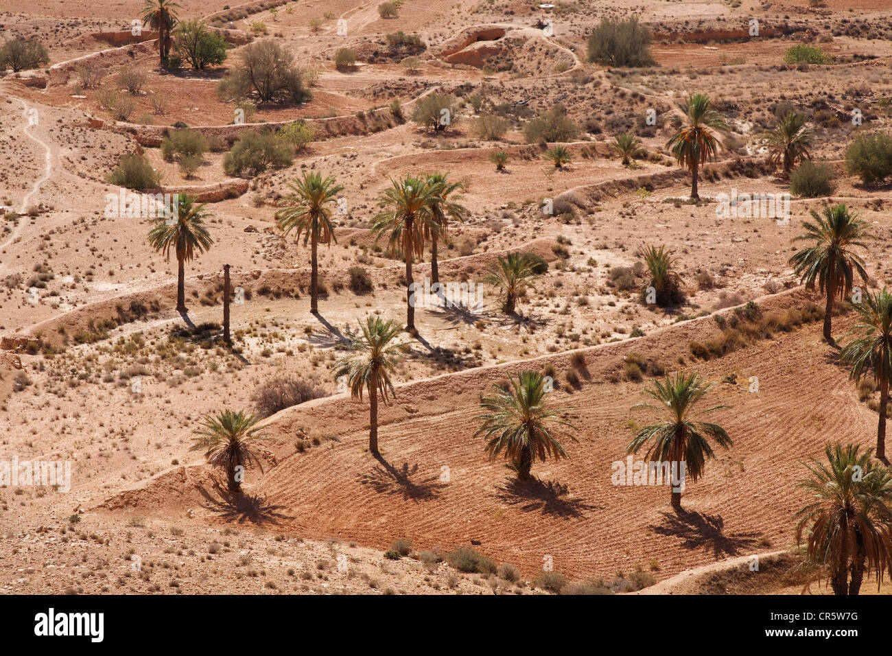 Landscape with palm trees near Matmata, Tunisia, Maghreb region, North Africa, Africa Stock Photo
