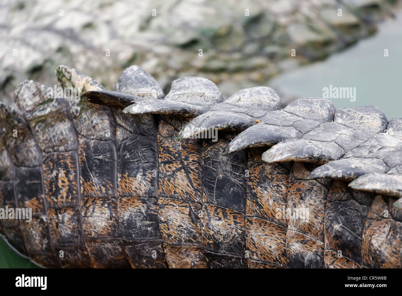 Nile crocodile (Crocodylus niloticus), detail of scales, Djerba Explore Park, Midoun, Djerba Island, Tunisia, Maghreb Stock Photo