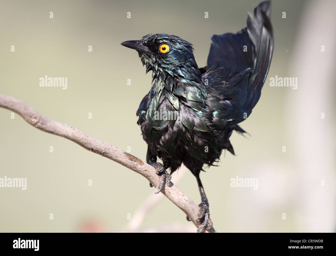 glossy starling single adult perched after bathing Stock Photo