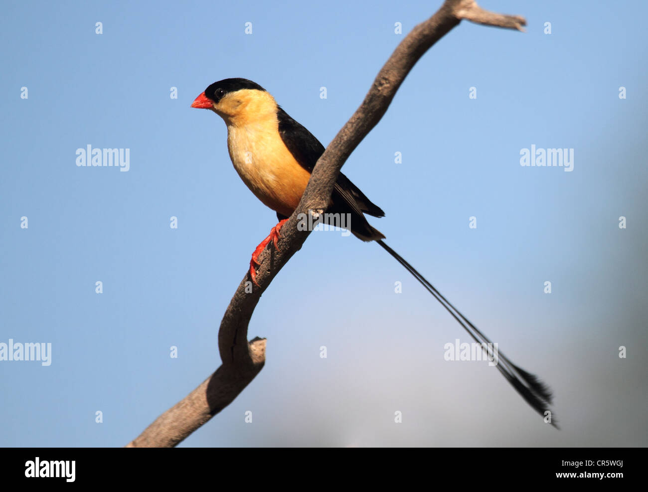 shaft-tailed whydah perched adult male in breeding plumage Stock Photo
