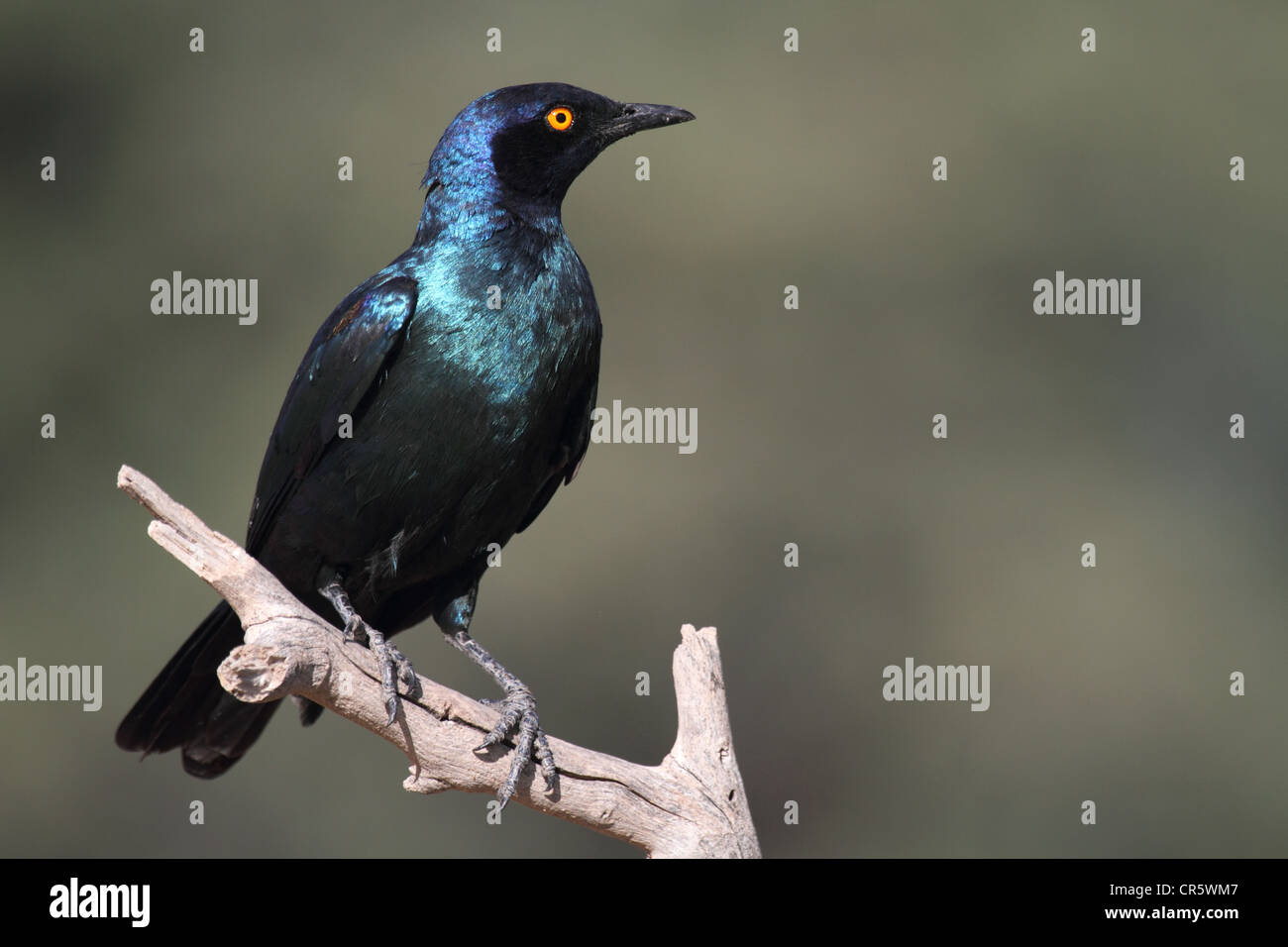 glossy starling single adult perched Stock Photo