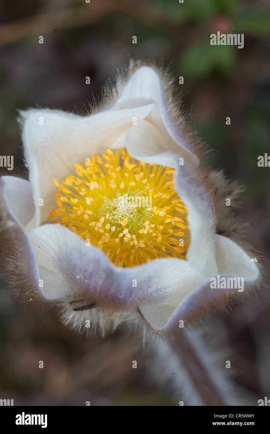 The genus Pulsatilla contains about 33 species of herbaceous perennials native to meadows and prairies of North America, Europe, and Asia. Common names include pasque flower (or pasqueflower), wind flower, prairie crocus, Easter Flower, and meadow anemone. Several species are valued ornamentals beca Stock Photo