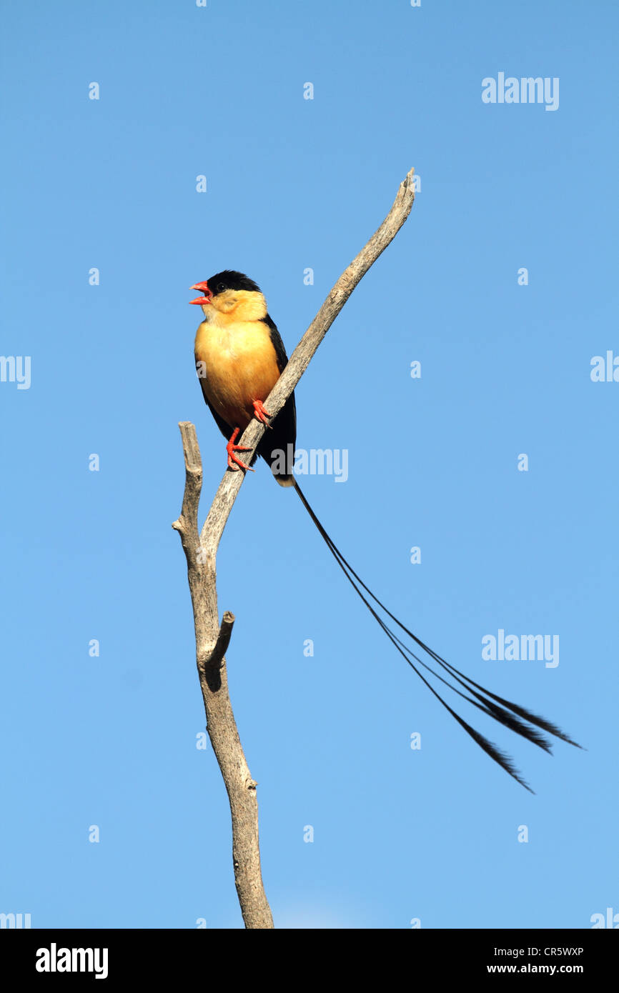 shaft-tailed whydah perched adult male in breeding plumage Stock Photo
