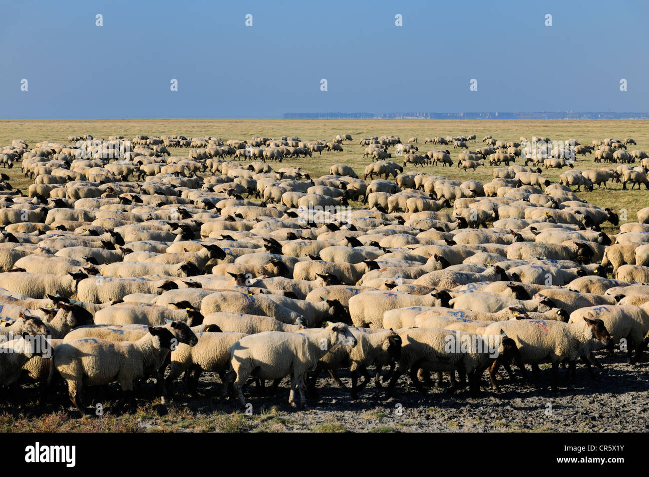 France, Ille et Vilaine, flock of salt marshes sheeps of the Mont Saint Michel Stock Photo