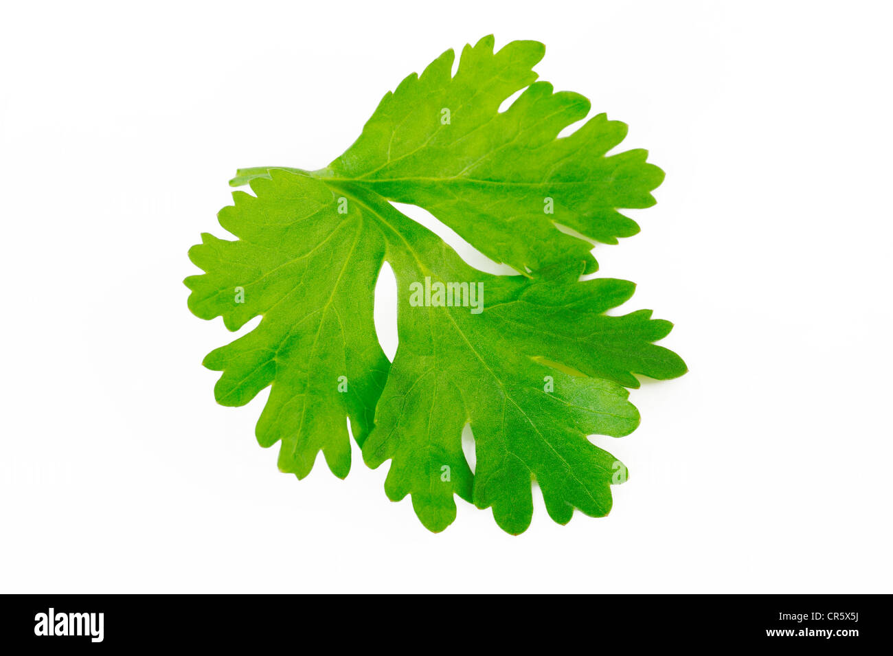 Fresh coriander leaf isolated on white background. Stock Photo
