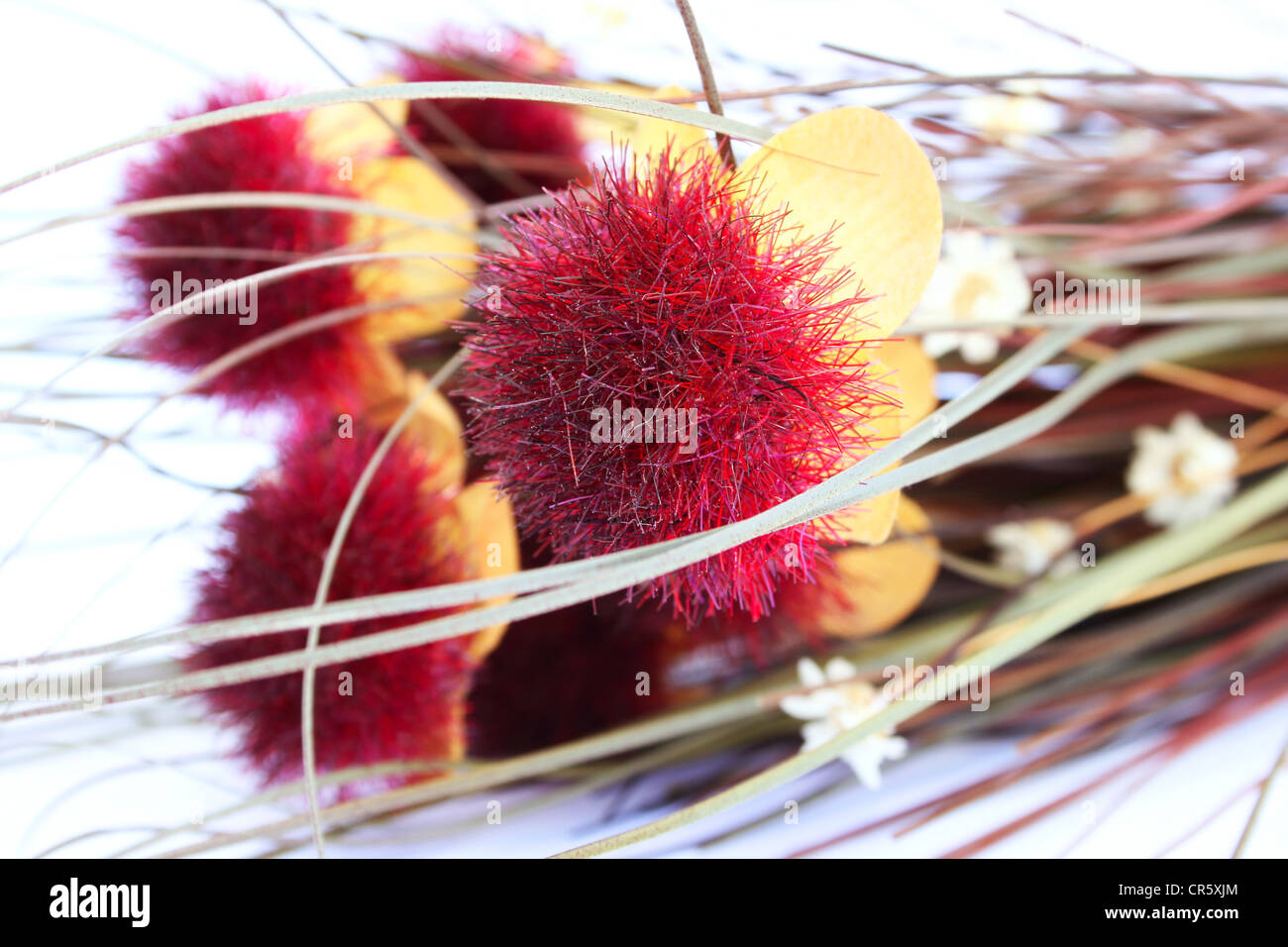 Flowers isolated on white background Stock Photo - Alamy