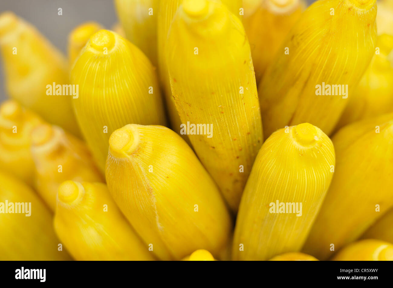 Fruits of Corn, Mais (Zea mays), Graminaceae, Tegallalang market, Ubud, Bali, Indonesia, Asia Stock Photo
