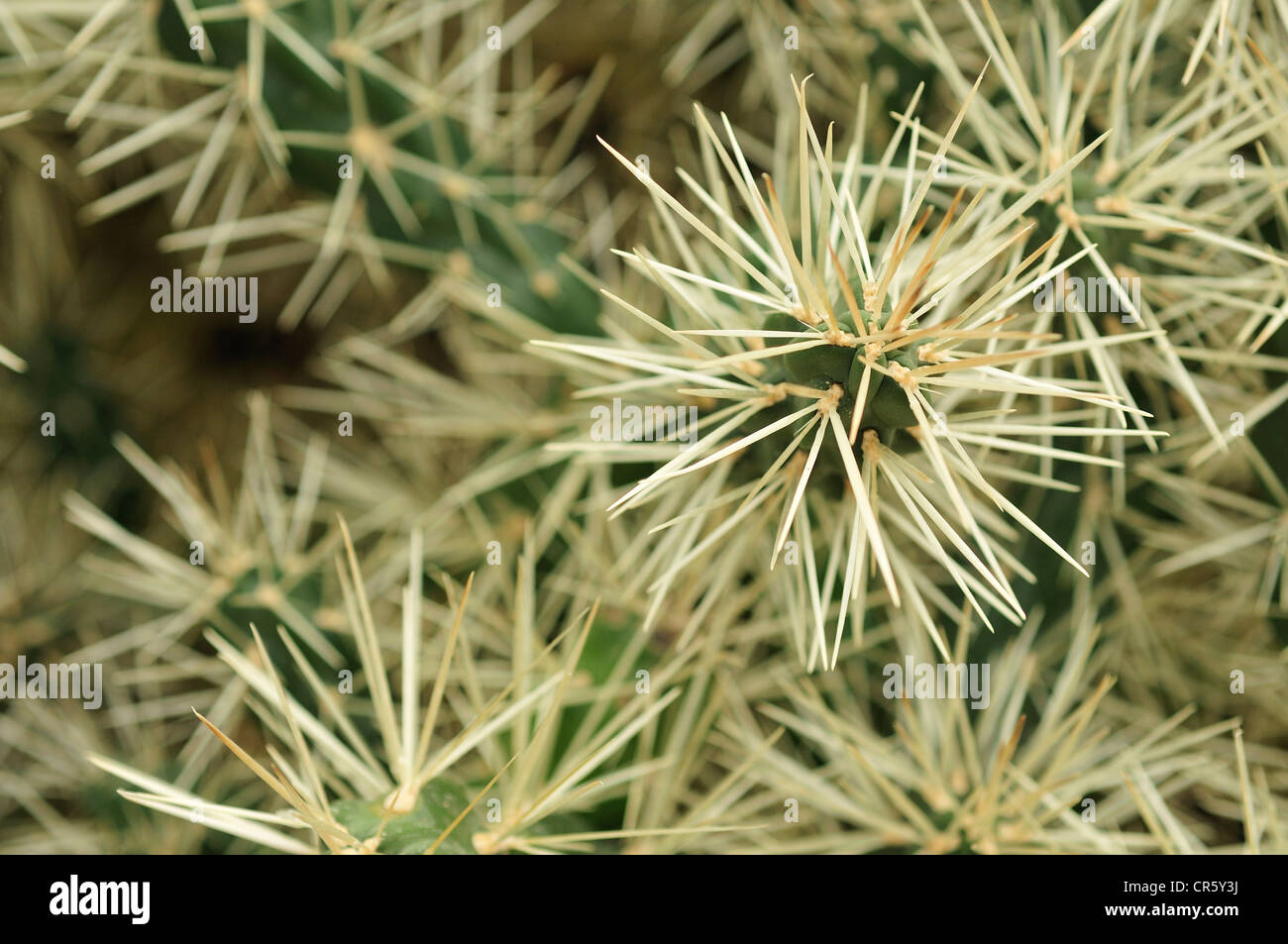 gymnocalycium spegazzinii Gymnocalycium spegazzinii – Cyprus Cactus
