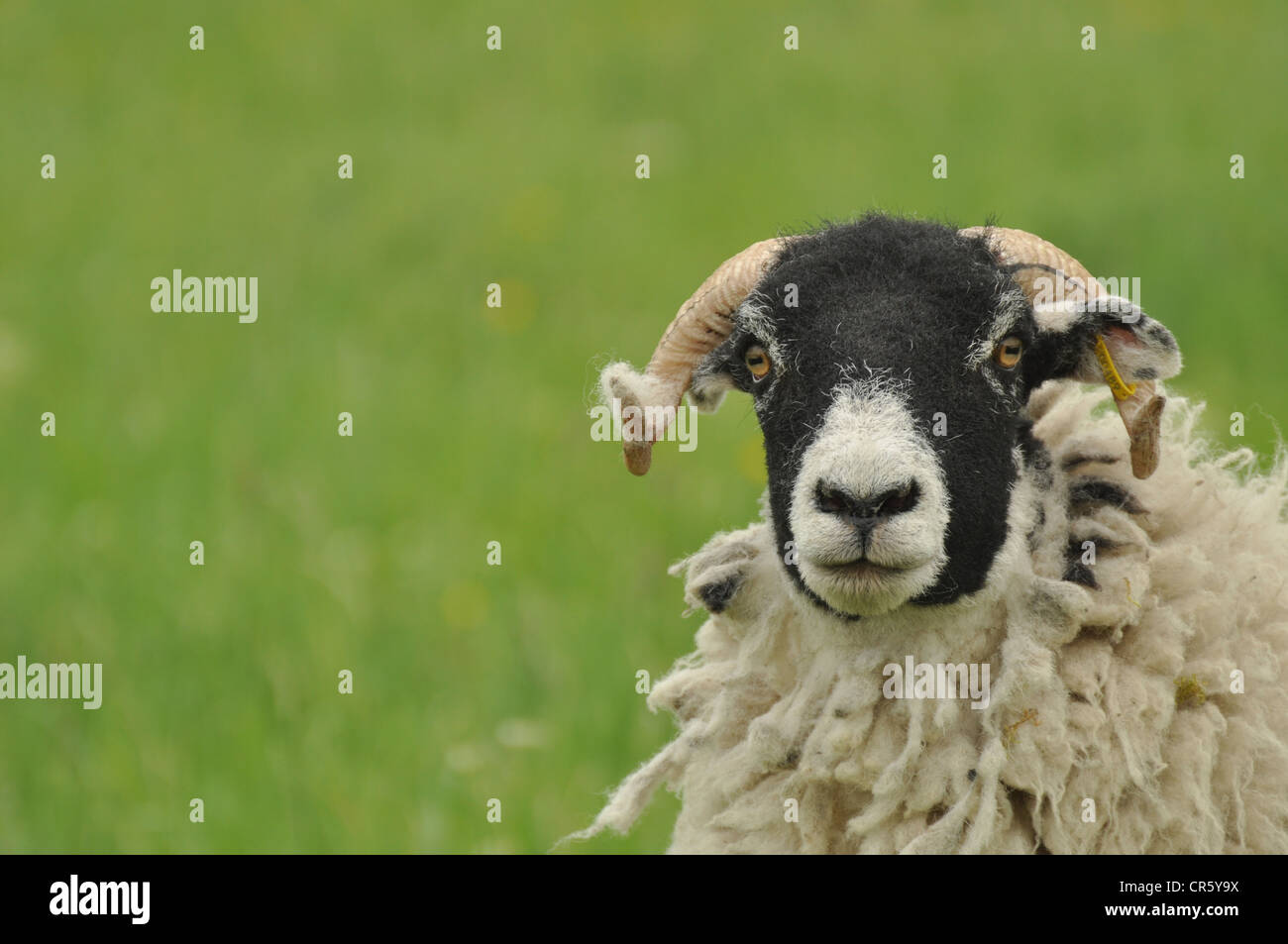 Avebury, field, goats, england, goat Stock Photo