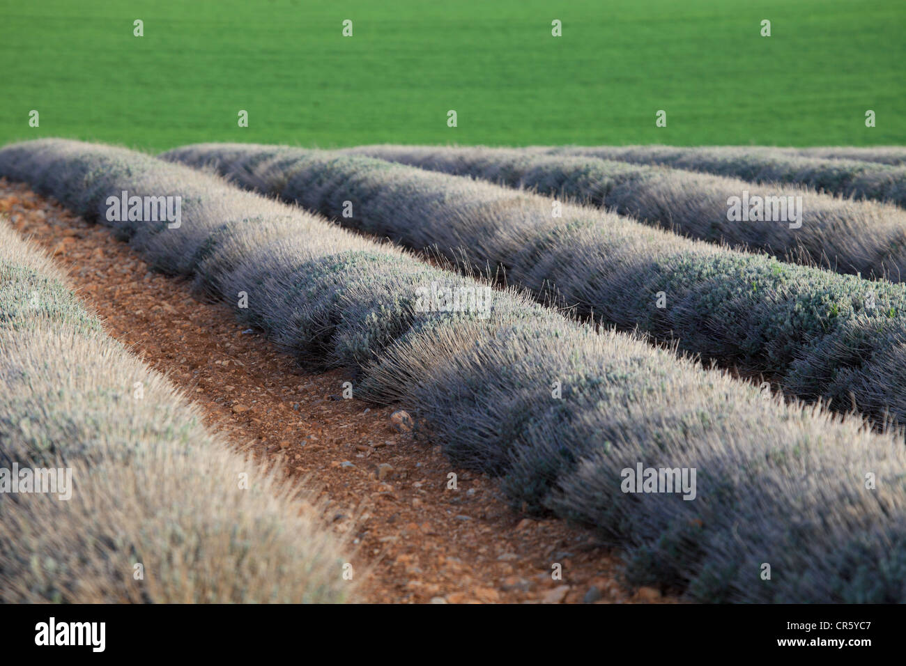 Picturesque Provence landscape Stock Photo