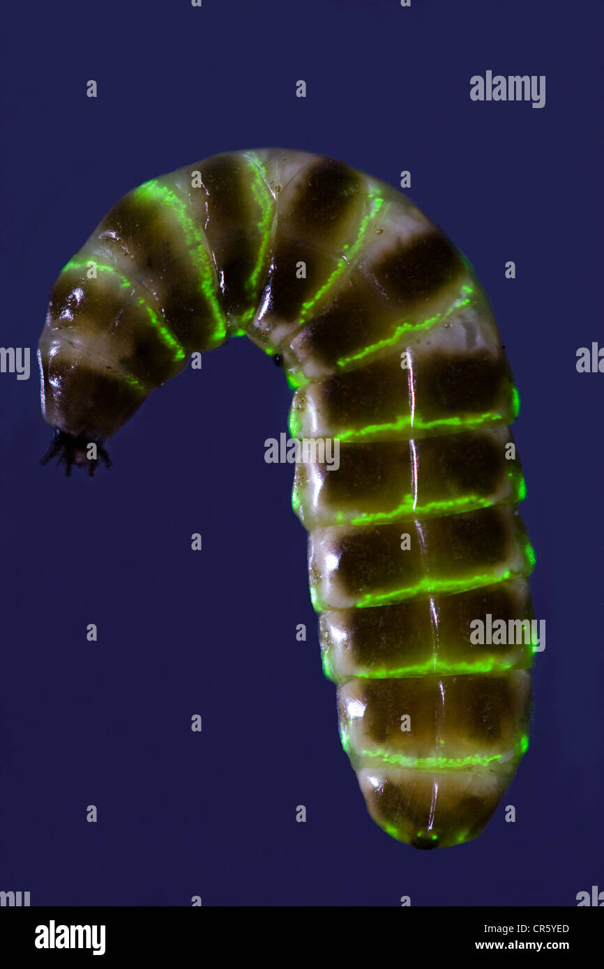 download green glow worm download green glow worm