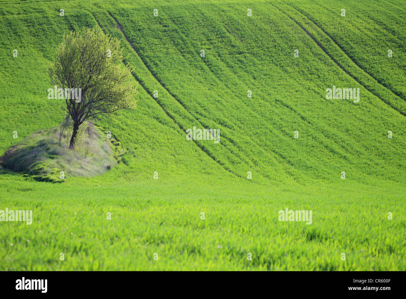 Picturesque Provence landscape Stock Photo