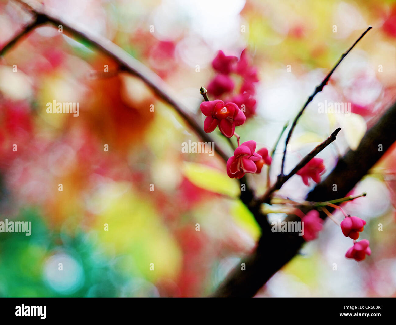 Berries close up shot hi-res stock photography and images - Alamy