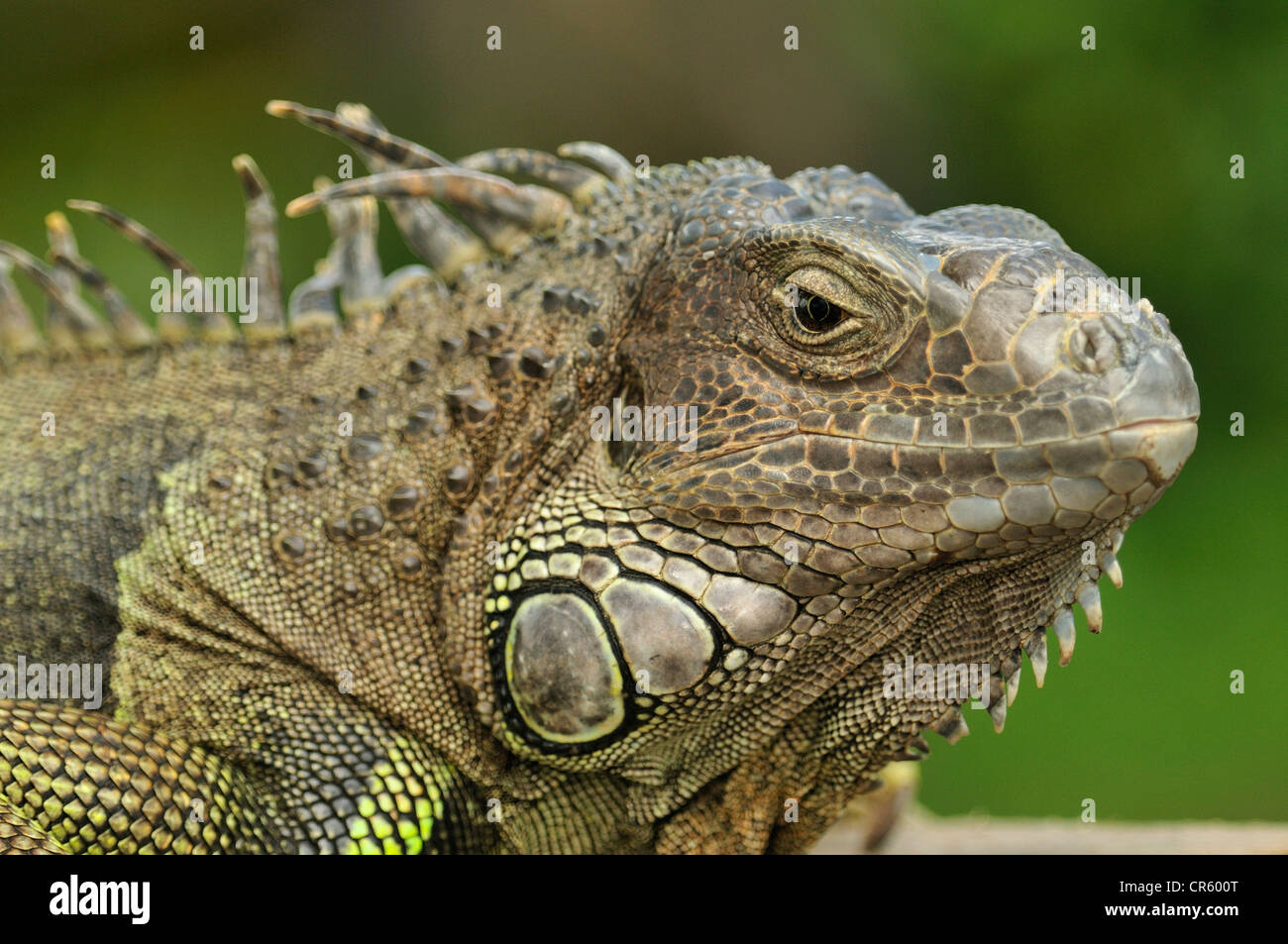 Green iguana, Iguana iguana, Iguanidae, Bali Reptile Park, Ubud, Indonesia, Asia Stock Photo