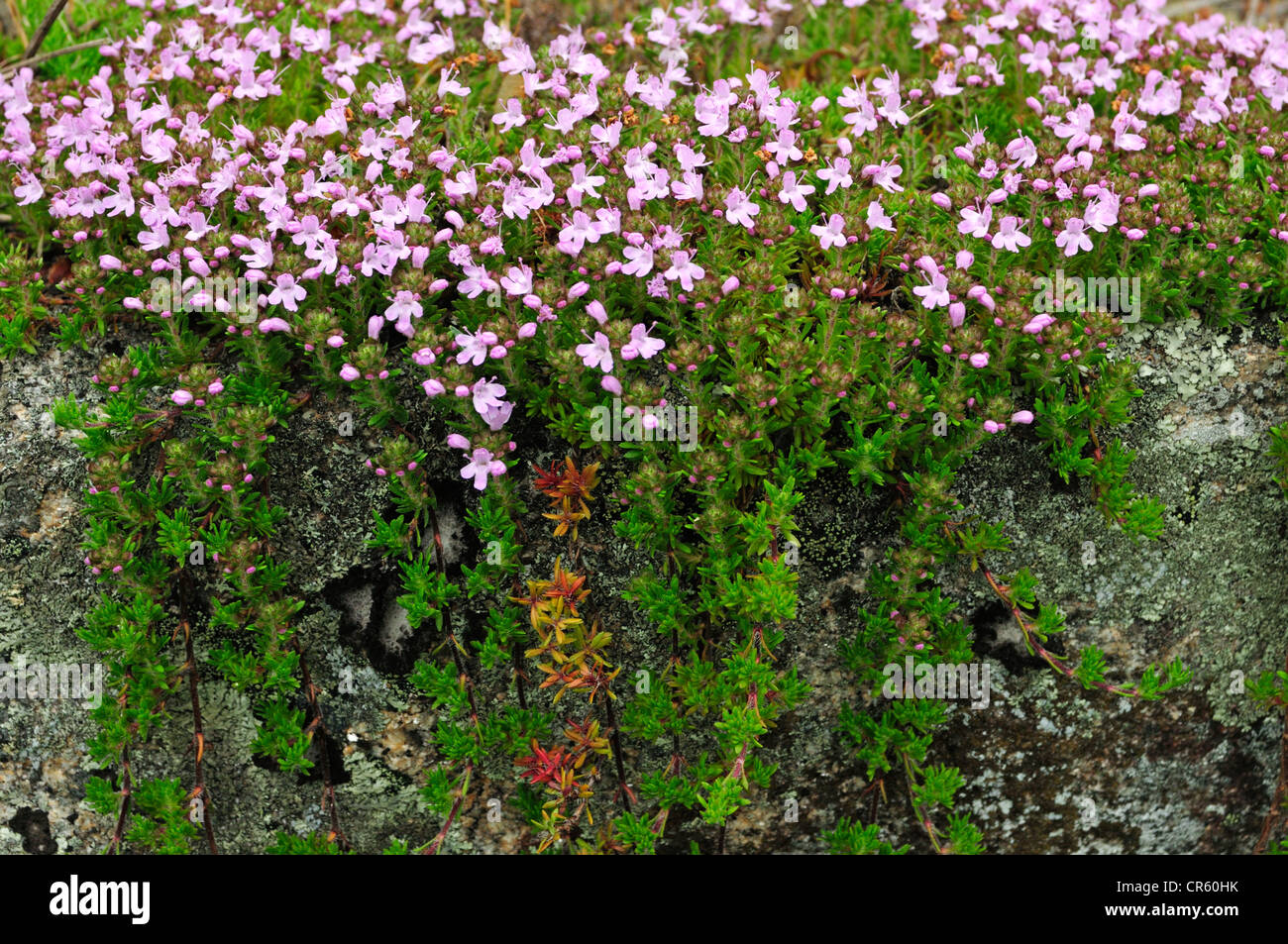 Thymus caespititius flowering Stock Photo