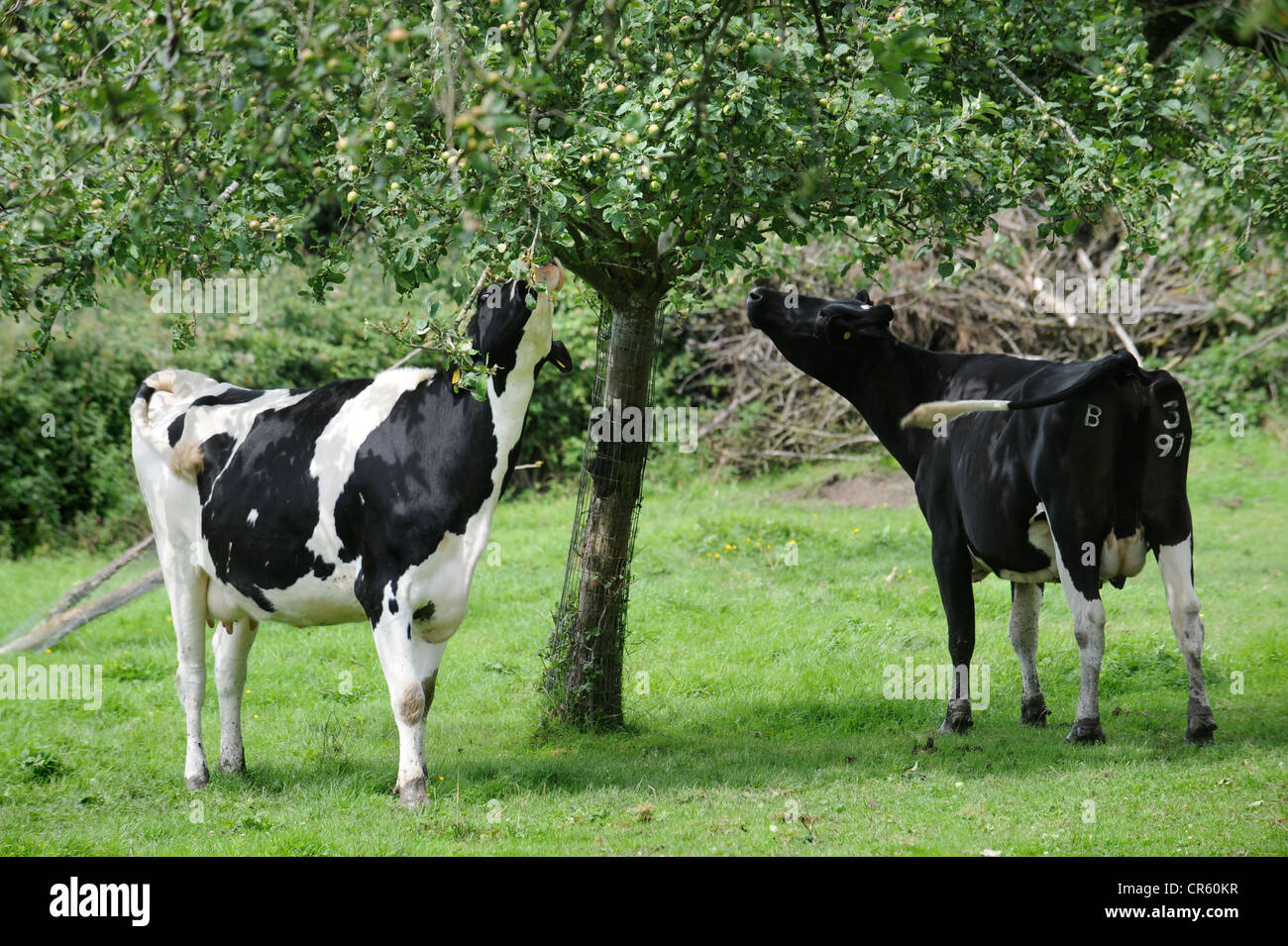 Friesian dairy cows eating leaves from an apple tree in an orchard