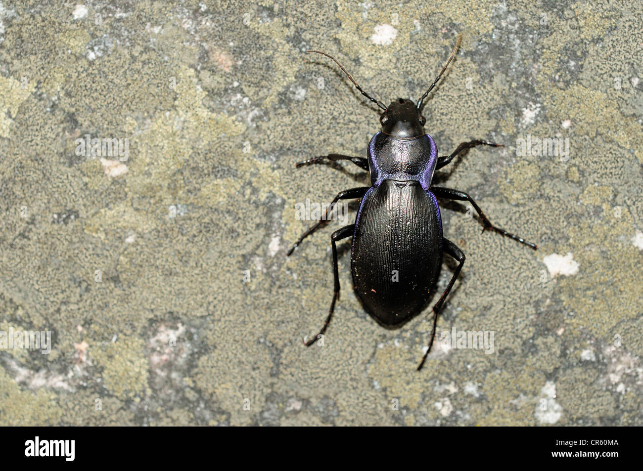 Violet Ground Beetle (Carabus problematicus) Stock Photo