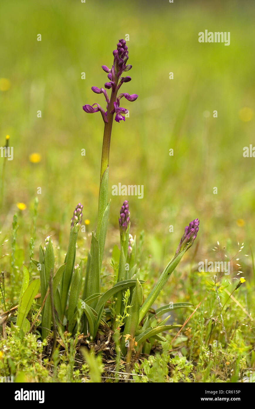 Green-veined Orchid (Orchis morio) Stock Photo