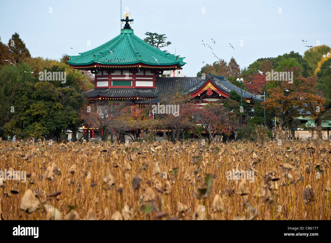Japan, Honshu Island, Tokyo, the Ueno Park, the Benten do Temple Stock Photo