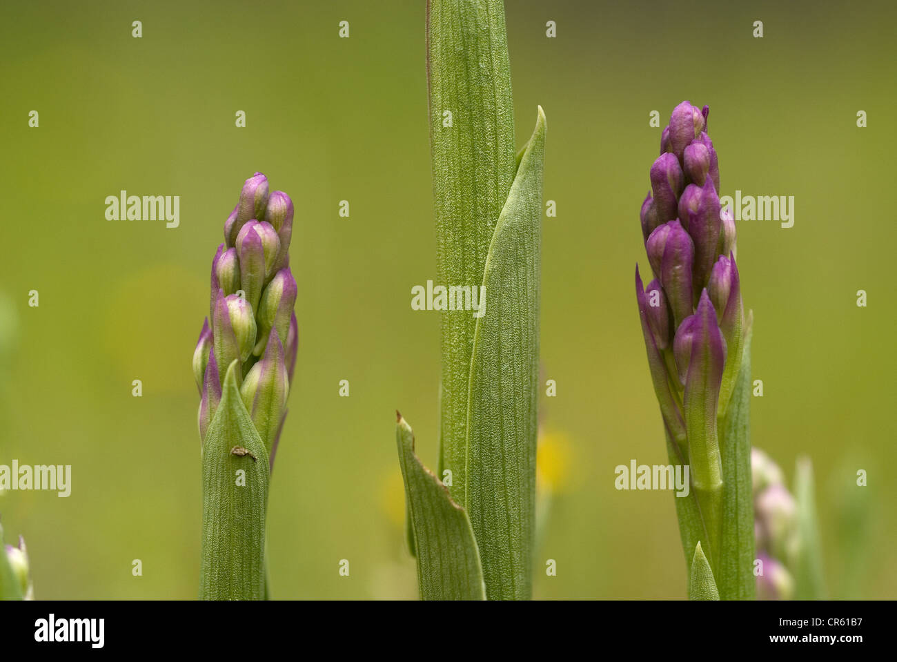 Green-veined Orchid (Orchis morio) Stock Photo