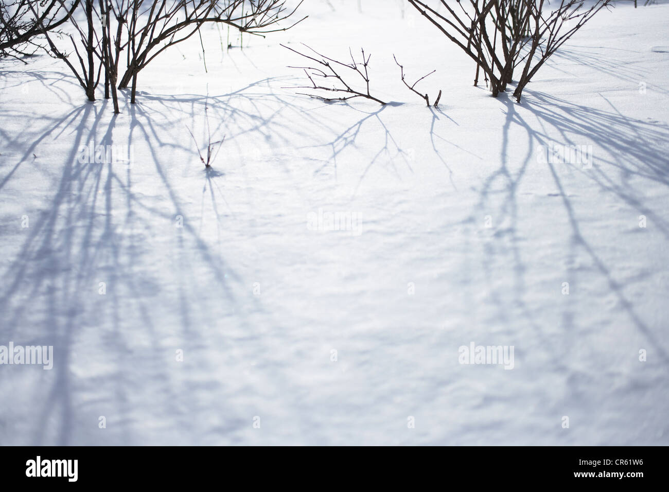 Bare Tree In Snow Stock Photo