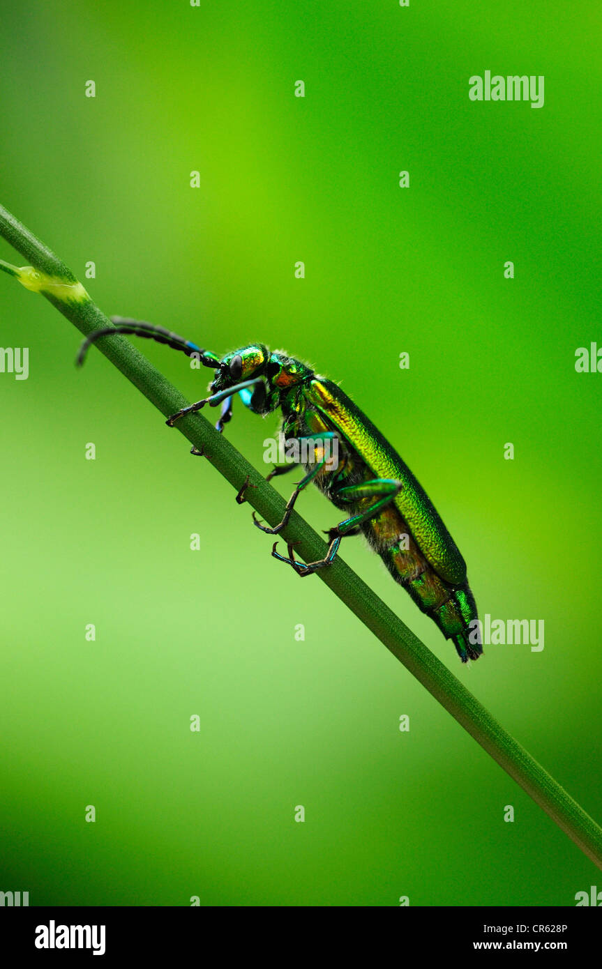 Spanish Fly or Blister Beetle (Lytta vesicatoria) Stock Photo