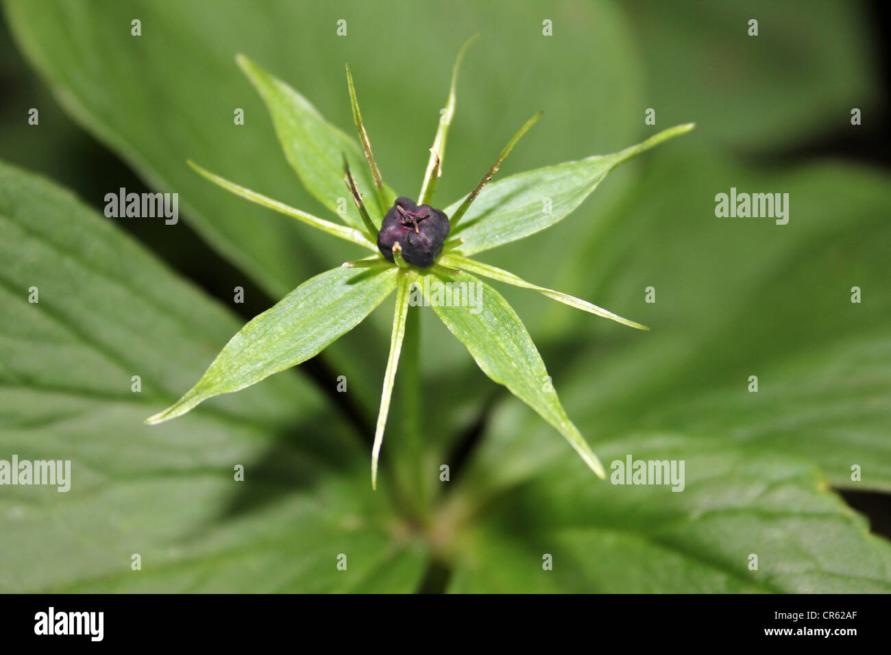 Herb Paris Paris quadrifolia Stock Photo