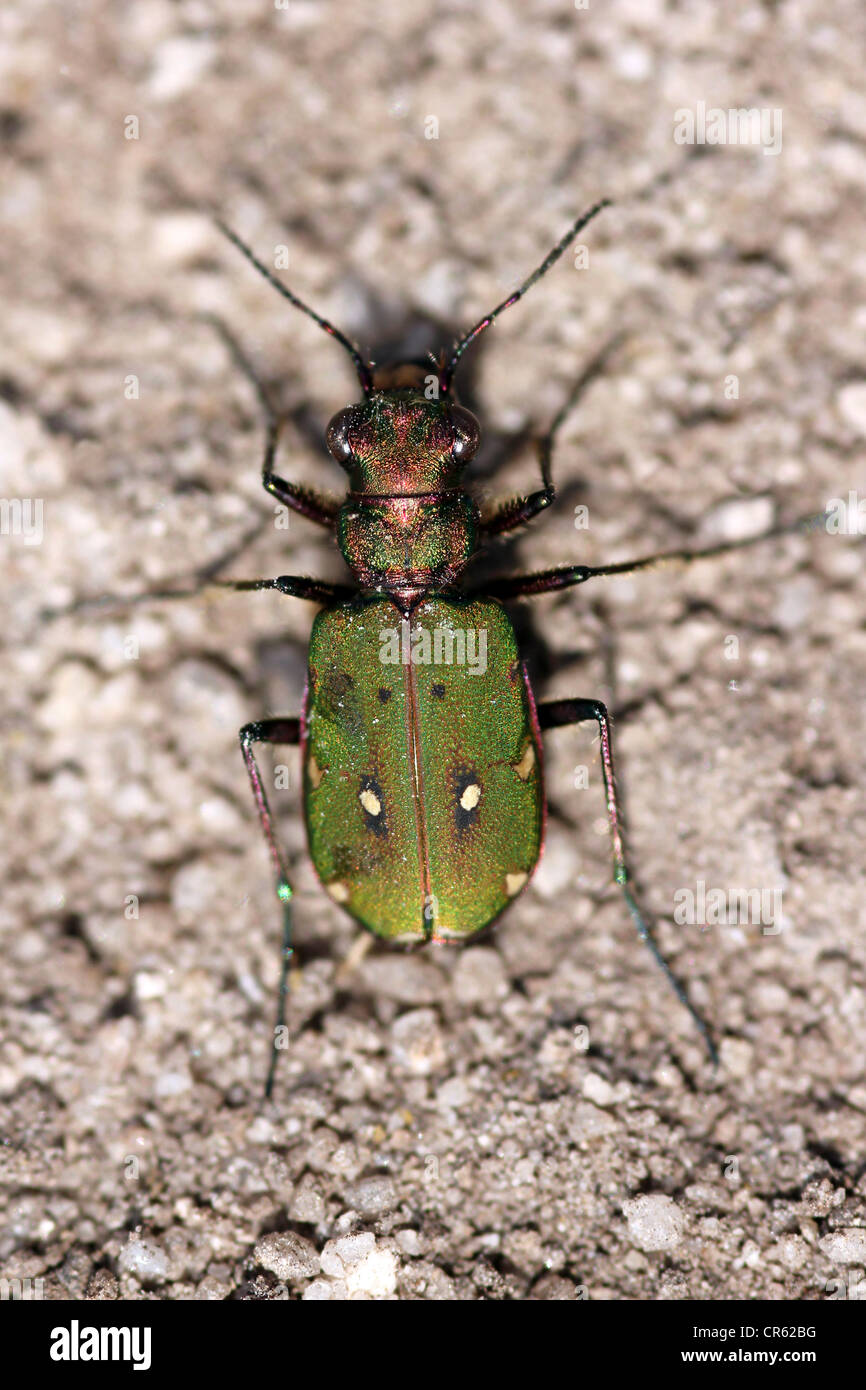 Green Tiger Beetle Cicindela campestris Stock Photo